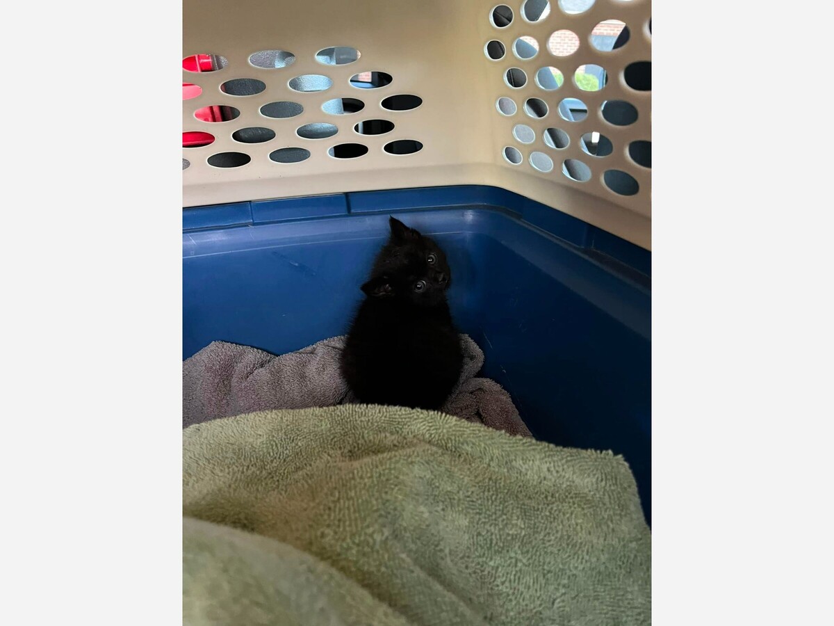 ICYMI Kitten Saved from Storm Drain This Week Raritan Neighbors NJ