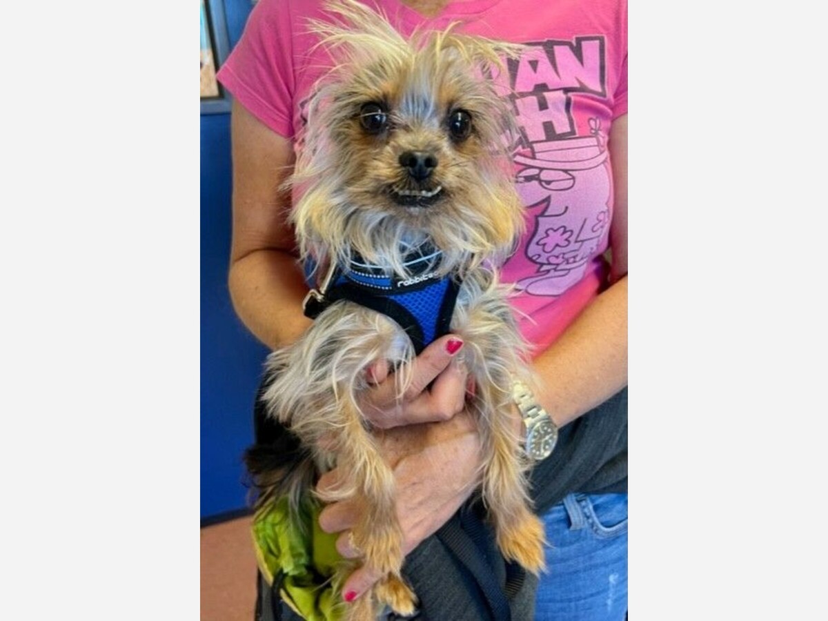Yorkie Ranger Somerset Regional Animal Shelter -Ranger is looking for his forever ...