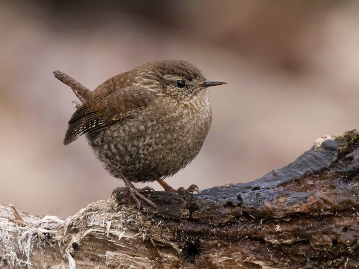 ICYMI Fans Flocked Together for the Great Backyard Bird Count 2024