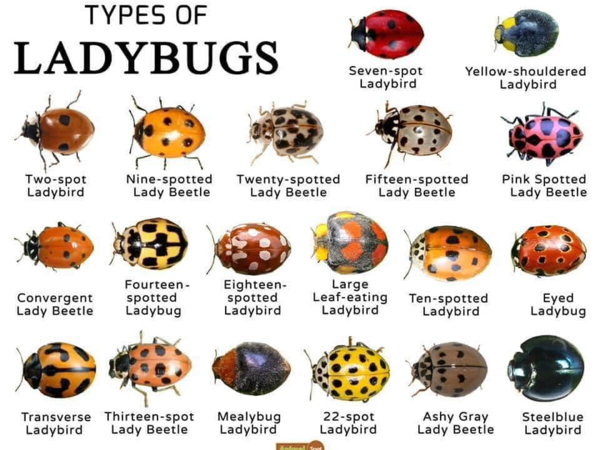 A New Jersey Homeowners Guide To Lady Bugs