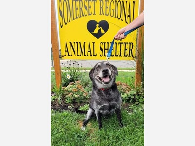 Animal Control Officer