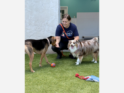 Maui Dog Resort Celebrates Grand Opening Pawradise Party 