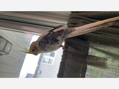 Missing Cockatiel in Raritan: Family Seeks Community’s Help
