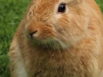 Hopping Into Spring: 4-H Rabbit, Cavy, and Small Animal Show