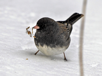 New Jersey Audubon Reminds Neighbors of Bird Feeding Month