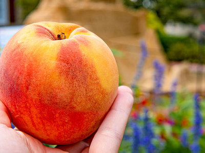 Local Travels: Peddler’s Village to Present Annual Peach Festival on August 3 and 4