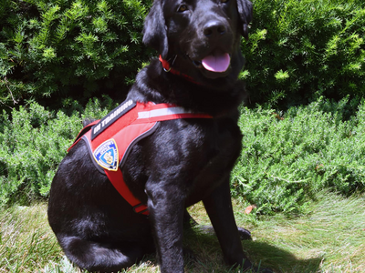 ICYMI - Somerset County Prosecutor's Office Introduces Their Newest Member – K9 Therapy Dog “LIAM 