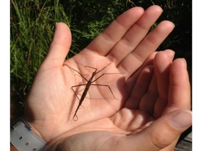 Environmental Education Center Offers Nature Programs for All Ages in August