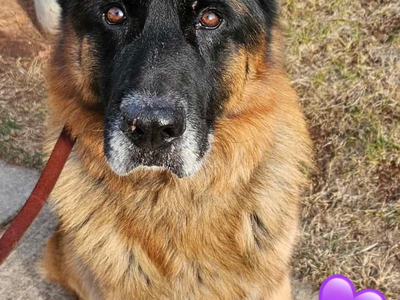 Somerset Regional Animal Shelter - Thor is still looking for his forever home