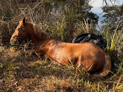 Editorial Report: Horse Rescued From Bedminster Pond After Multi-Agency Response
