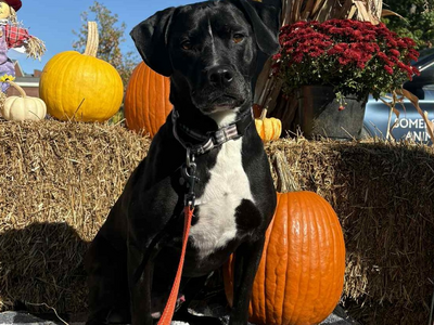 Celebrating Wolfenoot With Somerset Regional Animal Shelter