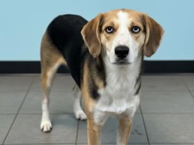 Friends of Somerset Regional Animal Shelter: Blanket Donations Needed