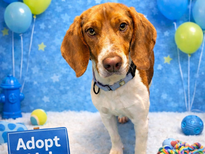 Somerset Regional Animal Shelter - Introduces Chase for Adoption