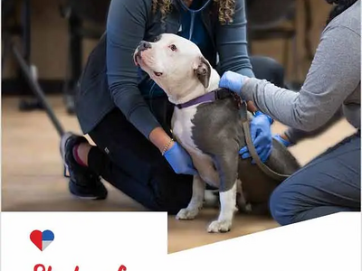 State of Pet Care Study: Veterinarian Perspectives on American Veterinary Care